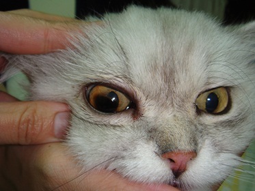 貓壞死性角眼膜